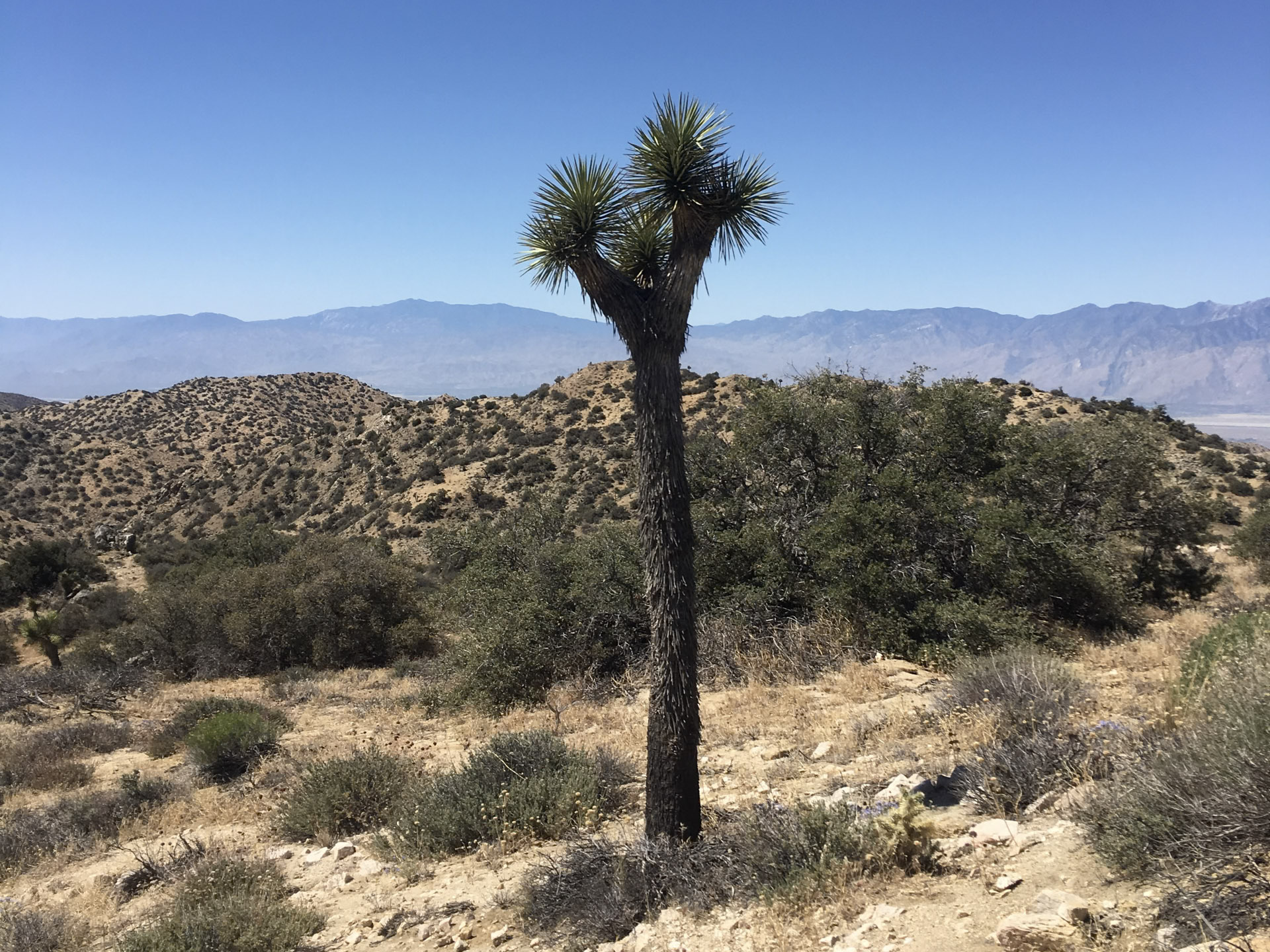 joshua-tree-california